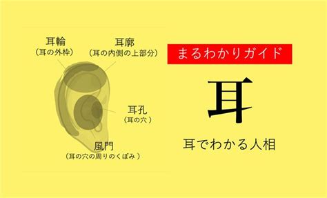 耳形相学|【人相学】耳の形で分かる生まれ持った運勢と気質